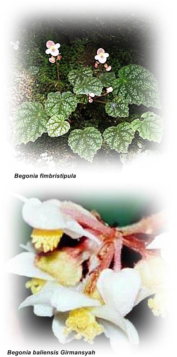 Begonia Bentuk Memikat dan Bisa Jadi Obat 1
