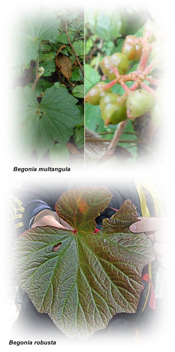 Begonia Bentuk Memikat dan Bisa Jadi Obat 2